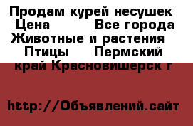 Продам курей несушек › Цена ­ 350 - Все города Животные и растения » Птицы   . Пермский край,Красновишерск г.